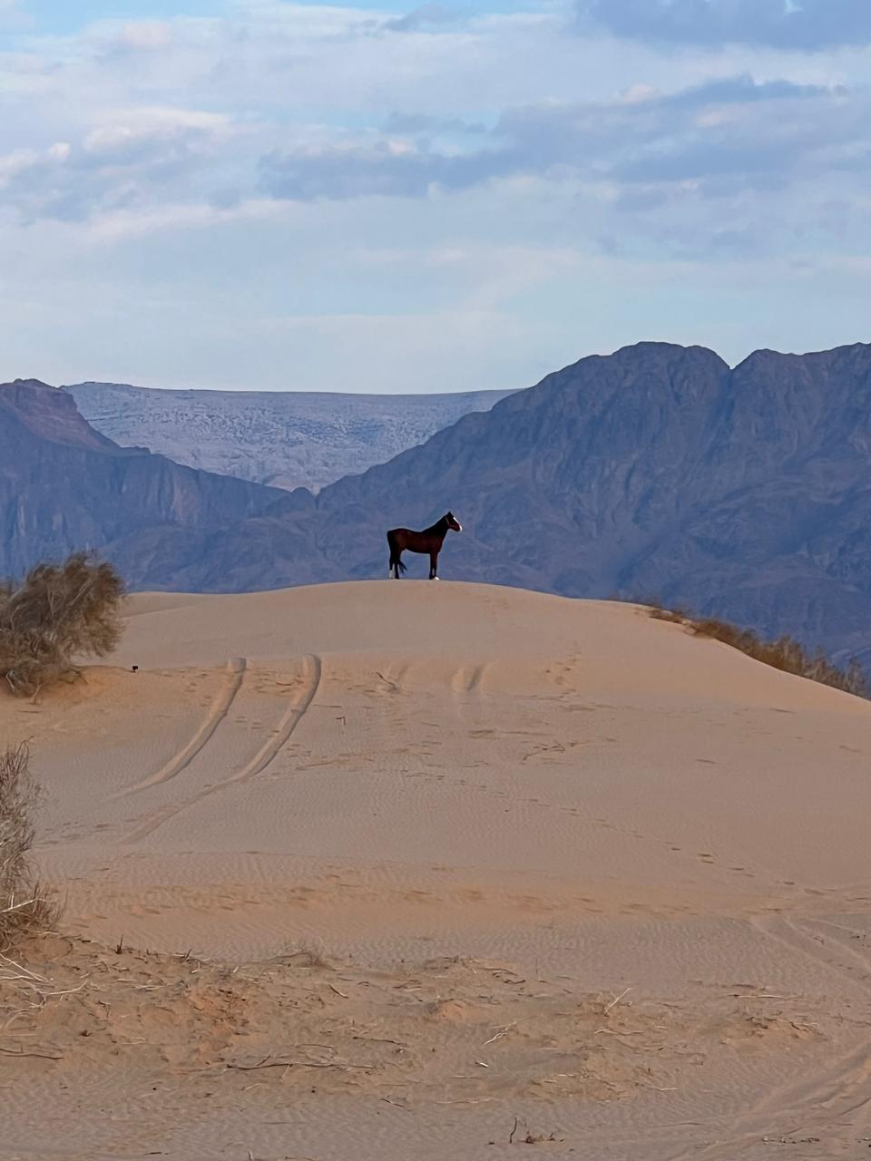 image from 3-Night 4-Day Wadi Araba Desert Horseback Experience