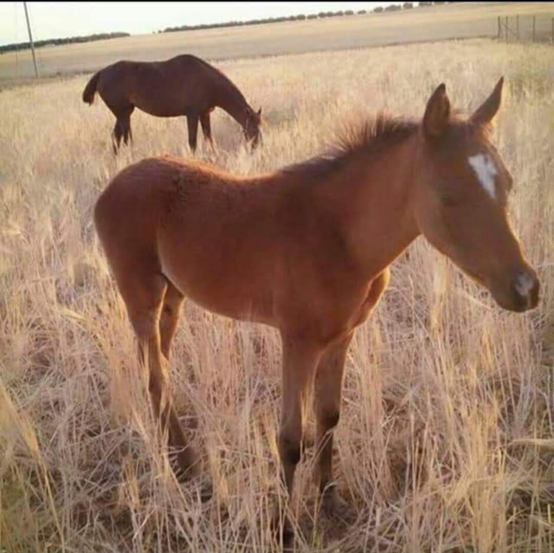 image from Our Horses